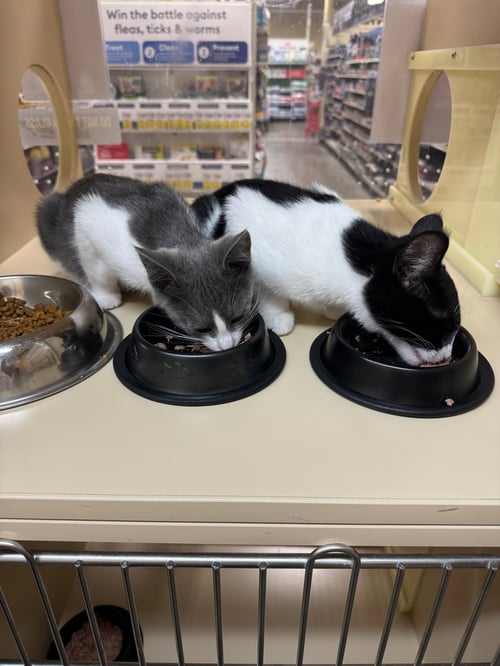 VIOLET AND SAMSON - BONDED KITTEN SIBLINGS - Tuxedo available for adoption