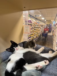 Violet and Samson - bonded kitten siblings - Photo 3