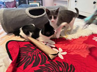 Violet and Samson - bonded kitten siblings - Photo 4