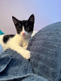 Violet and Samson - bonded kitten siblings - Photo 5