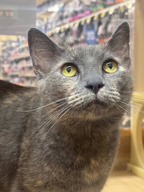 CLARA - Dilute Tortoiseshell available for adoption