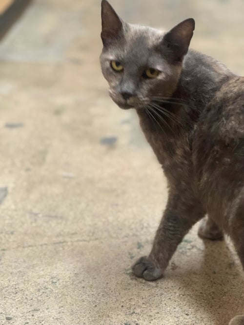 CLARA - Dilute Tortoiseshell available for adoption