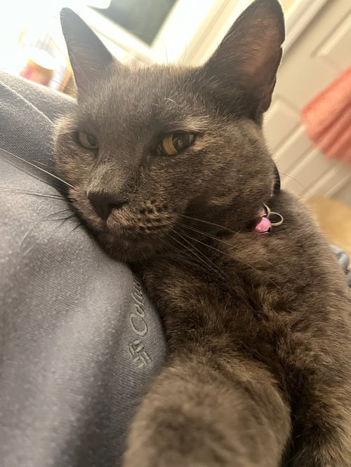CLARA - Dilute Tortoiseshell available for adoption