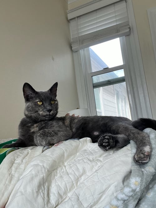 CLARA - Dilute Tortoiseshell available for adoption