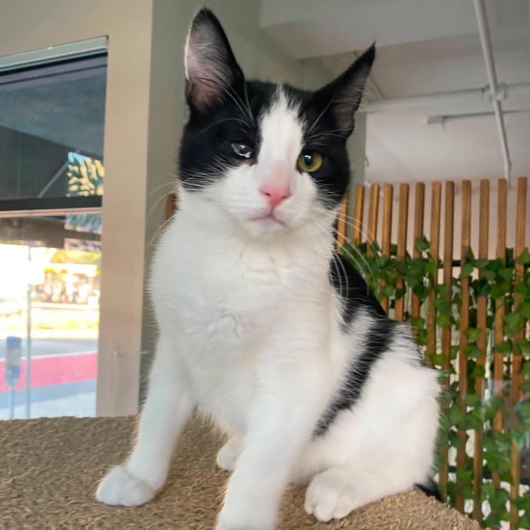 Ben - male kitten Image