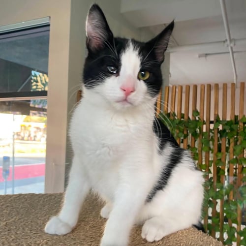 BEN - MALE KITTEN - Tuxedo available for adoption