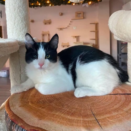 BEN - MALE KITTEN - Tuxedo available for adoption