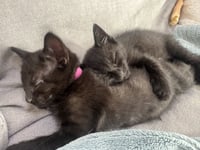 Ponyo - female kitten - Photo 2