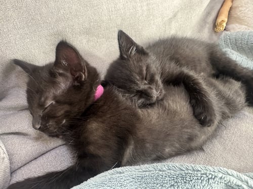 PONYO - FEMALE KITTEN - Domestic Short Hair available for adoption