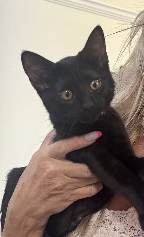 Ponyo - female kitten Image