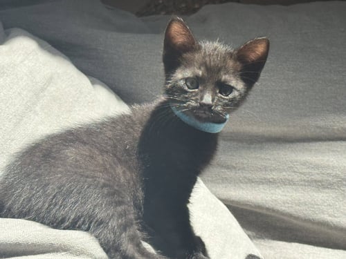 MALORIE - FEMALE KITTEN - Domestic Short Hair available for adoption