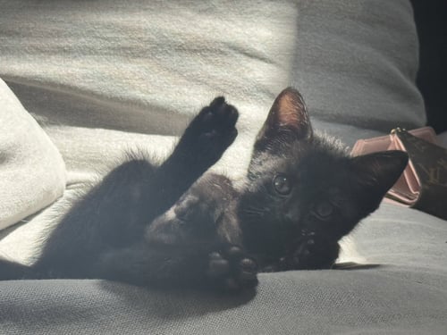 MALORIE - FEMALE KITTEN - Domestic Short Hair available for adoption