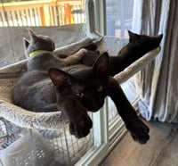Malorie - female kitten - Photo 5