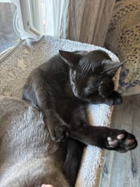 Malorie - female kitten - Photo 3