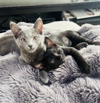 Malorie - female kitten - Photo 4