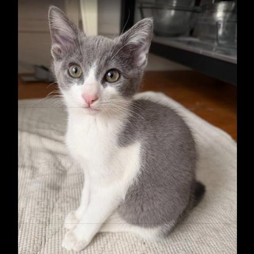 Samantha - female kitten Image