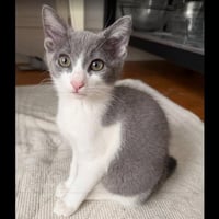 Samantha - female kitten - Photo 1