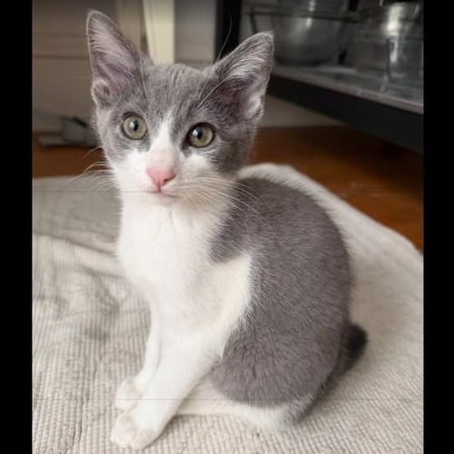 SAMANTHA - FEMALE KITTEN - Domestic Short Hair available for adoption