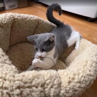 Samantha - female kitten - Photo 3