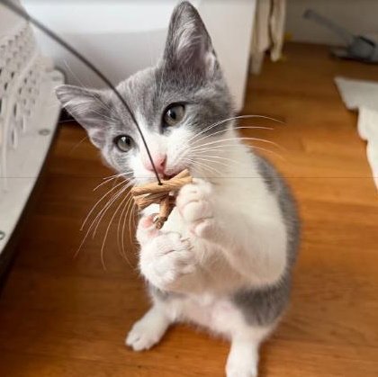 SAMANTHA - FEMALE KITTEN - Domestic Short Hair available for adoption