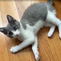Samantha - female kitten - Photo 4