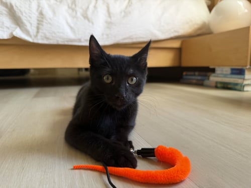 KYLIAN - MALE KITTEN