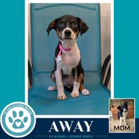 Away (Rosie's Wranglers) 053026 - Photo 2