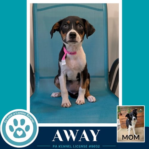 AWAY (ROSIE'S WRANGLERS) 053026 - Border Collie / Labrador Retriever available for adoption
