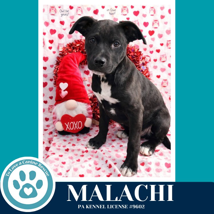 MALACHI (ANABELLE-SOLOMON PUP) 020726 - Husky / Labrador Retriever available for adoption