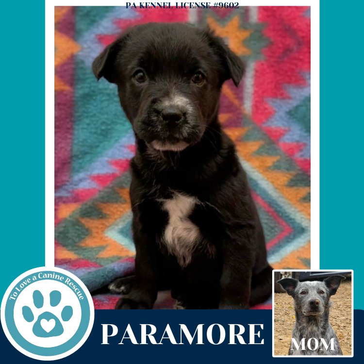 PARAMORE (ELLIE MAY'S WARPED TOUR SETLIST) - Labrador Retriever / Australian Cattle Dog/Blue Heeler available for adoption