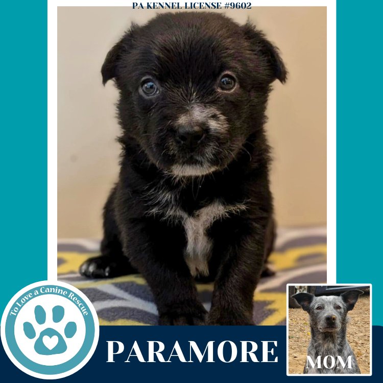 PARAMORE (ELLIE MAY'S WARPED TOUR SETLIST) - Labrador Retriever / Australian Cattle Dog/Blue Heeler available for adoption