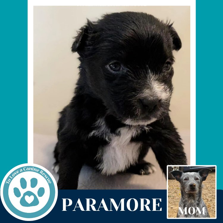 Paramore (Ellie May's Warped Tour Setlist) - Photo 3