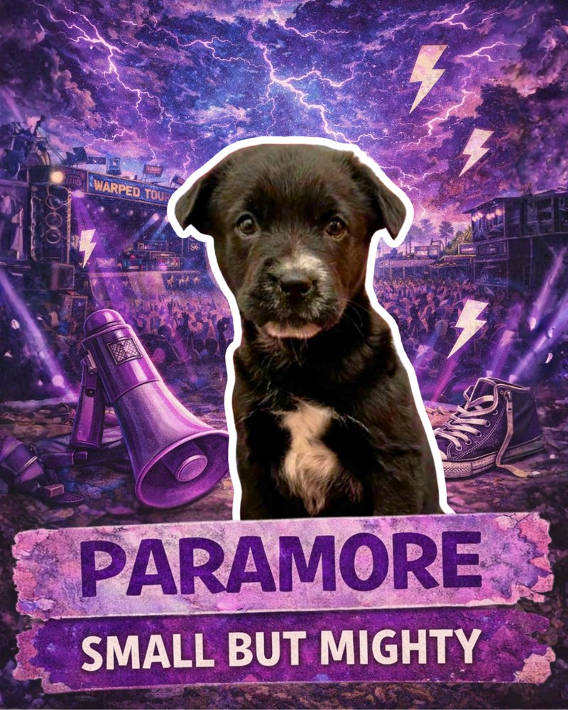 Paramore (Ellie May's Warped Tour Setlist) - Photo 4