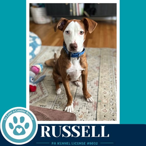 RUSSELL 053026 - Pit Bull Terrier / Terrier available for adoption