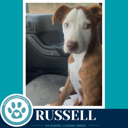 RUSSELL 053026 - Pit Bull Terrier / Terrier available for adoption