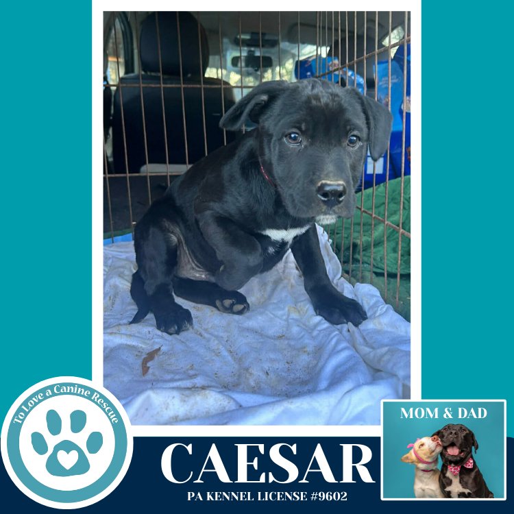 CAESAR (ANABELLE-SOLOMON PUP) 020728 - Husky / Labrador Retriever available for adoption