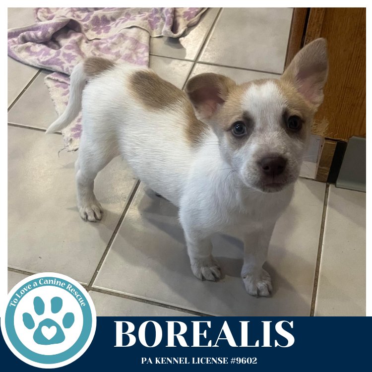 BOREALIS (NORTHERN LIGHTS LITTER) 012426 - Husky available for adoption