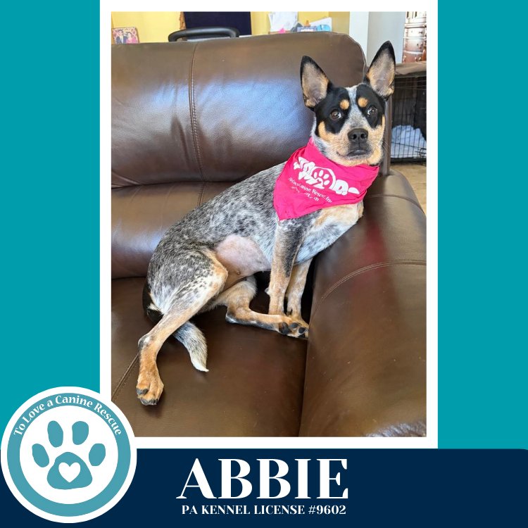 ABBIE 020726 - Australian Cattle Dog/Blue Heeler available for adoption