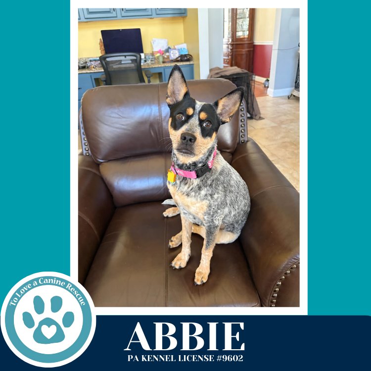 ABBIE 020726 - Australian Cattle Dog/Blue Heeler available for adoption