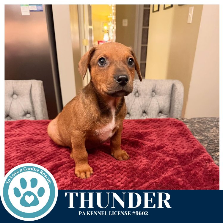 THUNDER (MIAÂS MINI METEOROLOGISTS) 010326 - Shepherd / Labrador Retriever available for adoption