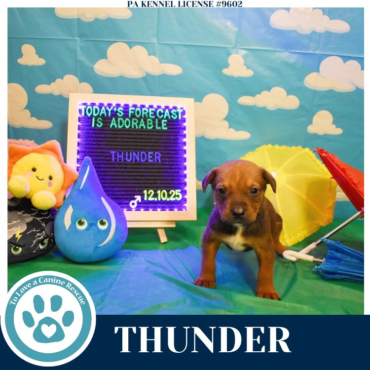 THUNDER (MIAÂS MINI METEOROLOGISTS) 010326 - Shepherd / Labrador Retriever available for adoption