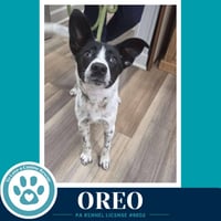 Oreo 060626 - Photo 1