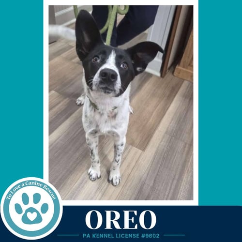 OREO 060626 - Cattle Dog available for adoption