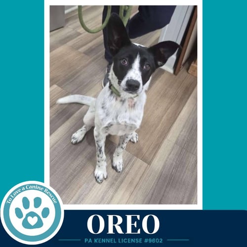OREO 060626 - Cattle Dog available for adoption