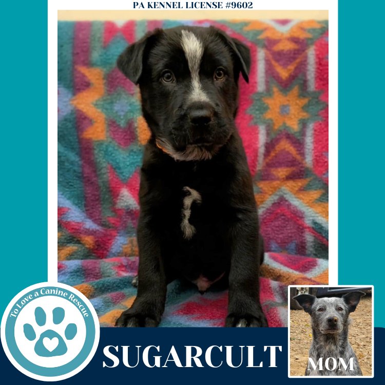 SUGARCULT (ELLIE MAY'S WARPED TOUR SETLIST) - Labrador Retriever / Australian Cattle Dog/Blue Heeler available for adoption