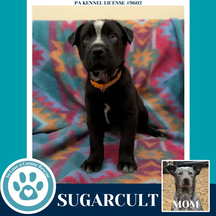 SUGARCULT (ELLIE MAY'S WARPED TOUR SETLIST) - Labrador Retriever / Australian Cattle Dog/Blue Heeler available for adoption