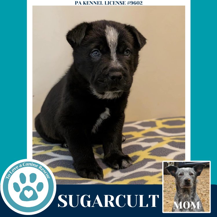 Sugarcult (Ellie May's Warped Tour Setlist) - Photo 3