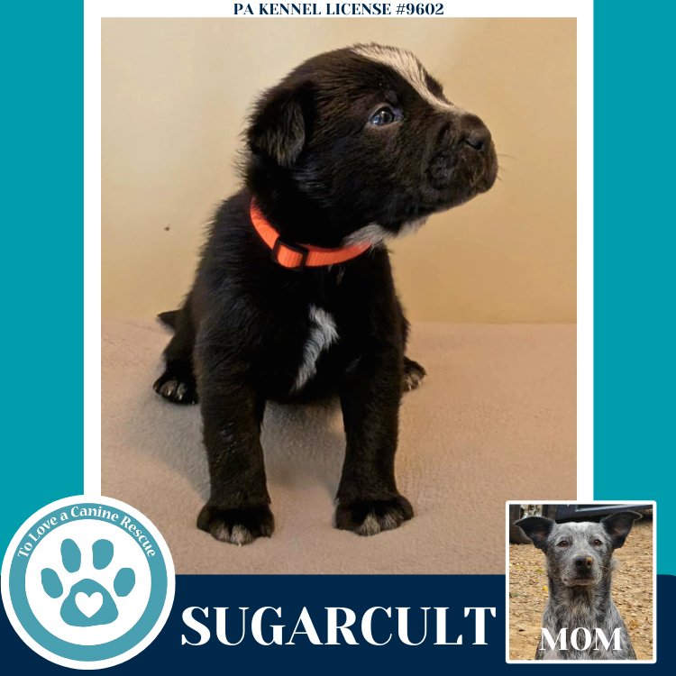 Sugarcult (Ellie May's Warped Tour Setlist) - Photo 4