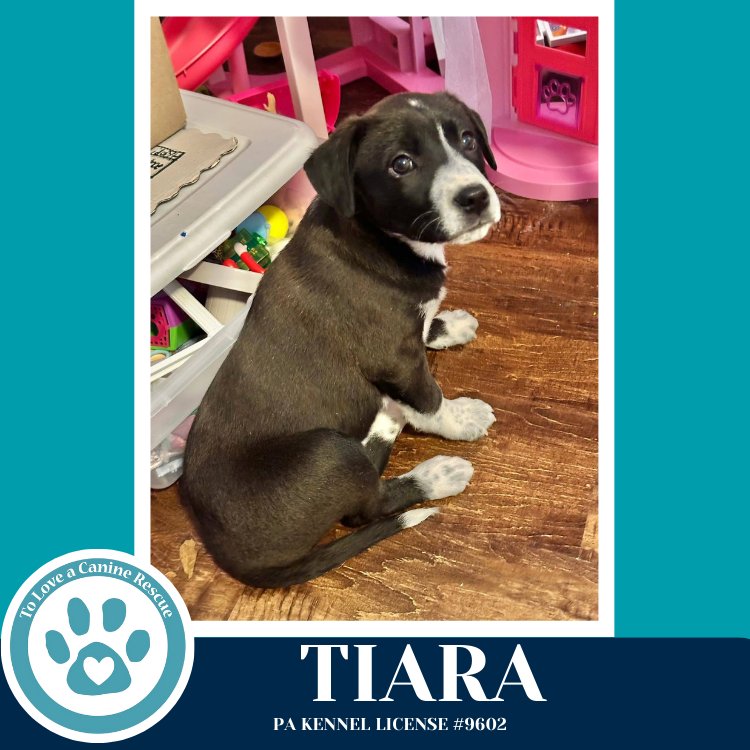 TIARA (TEE PUPS) 020726 - Border Collie available for adoption