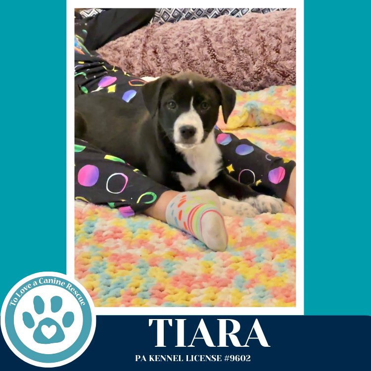 Tiara (Tee Pups) 020726 - Photo 3